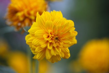 Thinleaf sunflower (Helianthus decapetalus)