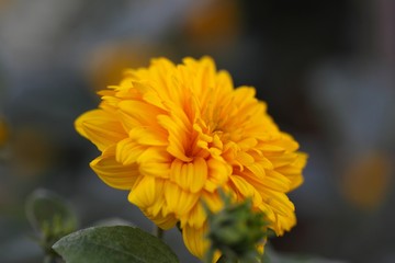 Thinleaf sunflower (Helianthus decapetalus)