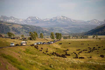 Fototapeta na wymiar Buffalo in Landscape