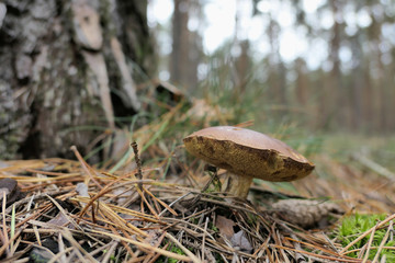 Bay Bolete mushroom growing in pine tree forest