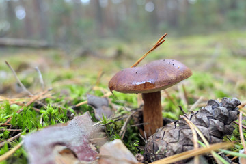 Bay Bolete mushroom growing in pine tree forest