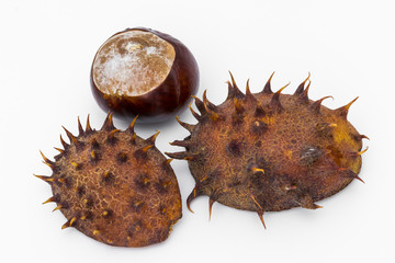 Rosskastanien
