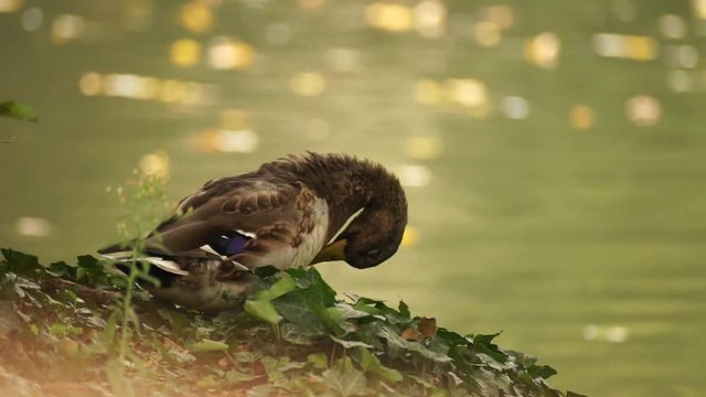 Femmina di anatra selvatica sull'argine del fiume