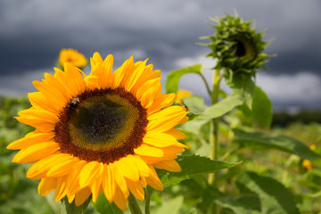 Obraz premium Big sunflower with a bee