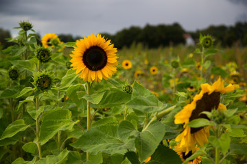 Sunflower field in the summer