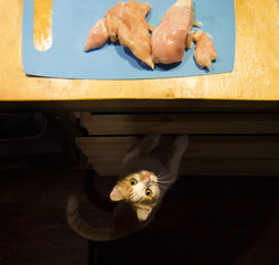 Cat looking at meat on the kitchen desk on the table