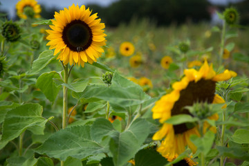 Sunflower field in autumn