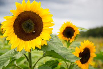 Fototapeta premium Three sunflowers on the field