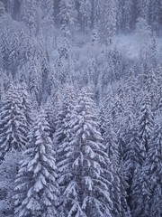 winter landscape fir
