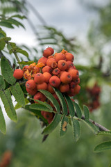 Sorbus aucuparia autumn red fruits on the tree with leaves against blue sky