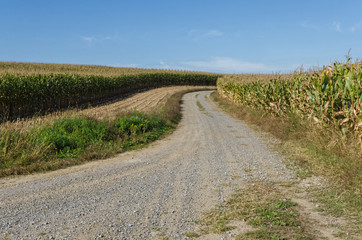 Road Through Cornfield