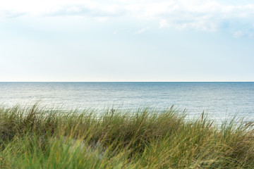 Fototapeta na wymiar Beach grass on coastal dunes in the northeastern german region Fish land, Darss, located in the federal state Mecklenburg Vorpommern. A beautiful landscape in north Germany