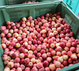 Red APPLES inside the container for sale in the market
