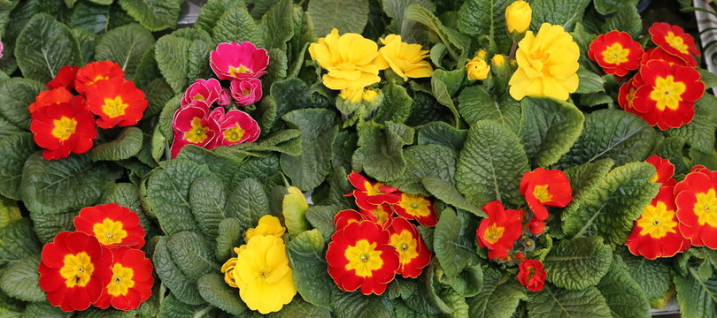 many primeroses for sale