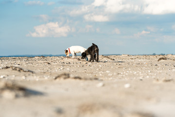 Two dogs at beach in the region Fish Land, Darss, Baltic Sea. The northeastern part of Germany in the federal state Mecklenburg Vorpommen is a beautiful recreation area