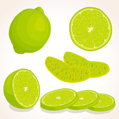 Vector lime isolated on white background. Whole, half and sliced tropical fruit.