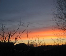 Fototapeta premium tree branches against the backdrop of the setting sun