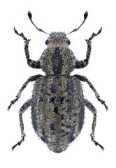Beetle Cycloderes pilosulus on a white background