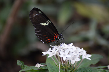 Butterfly in the garden