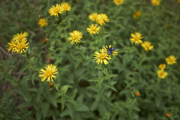 Inula salicina