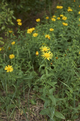 Inula salicina