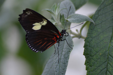 Butterfly in the garden