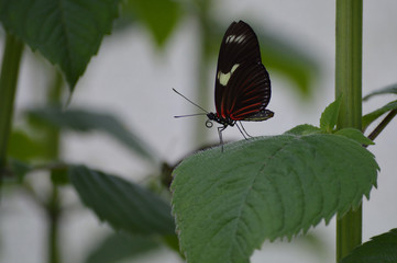 Butterfly in the garden