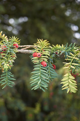 Taxus baccata