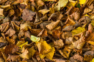 Laubhaufen im Herbst