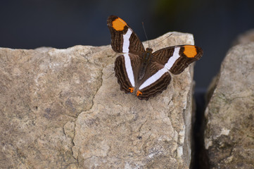 Butterfly in the garden
