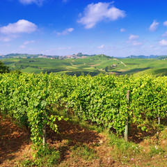 Fototapeta na wymiar Italian vineyards in the Alba region. Landscape with vineyards at summer day.