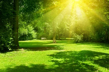 Rolgordijnen Heldere zonnige dag in het park. De zonnestralen verlichten groen gras © Serghei V