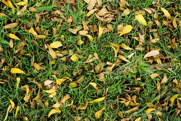 leaves and grasses background