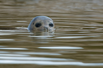 Harbour Seal (Phoca vitulina)/Harbour Seal swimming in dark sea © davemhuntphoto
