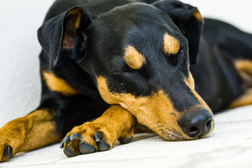 Fototapeta premium Pinscher