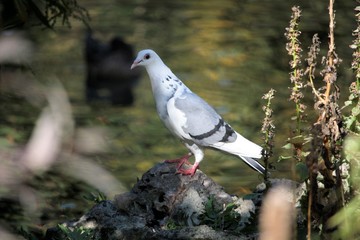 Pigeon