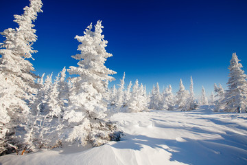 Winterlandschaft. Bäume fraß im Schnee und Frost. Blauer Himmel, Berge.