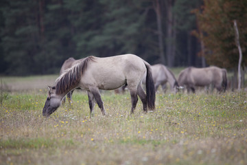Koń Konik zjada trawę - 175515240