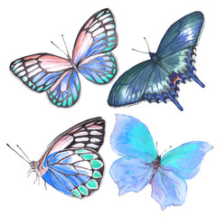A collection of drawings of a butterfly handmade made in watercolor.