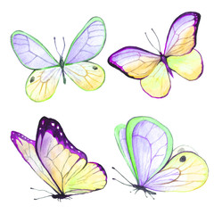 A collection of drawings of a butterfly handmade made in watercolor.