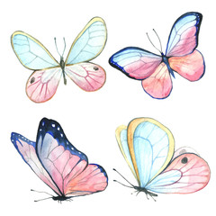 A collection of drawings of a butterfly handmade made in watercolor.