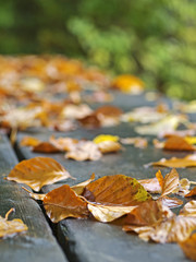 Autumn leaf on a table