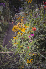Dahlien
