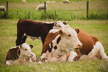 Naklejka na ściany i meble cows lying down close to Lacock village, Wiltshire, England, UK