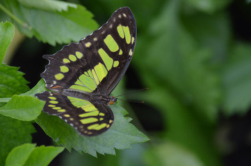 Butterflly in the garden