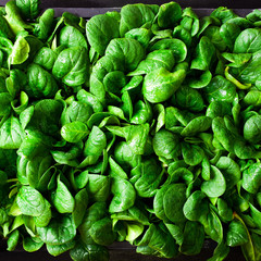 young baby spinach leaves in a box