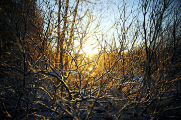 The frozen grass in the frost