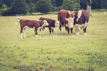 Naklejka na ściany i meble family Cows close to Lacock village, Wiltshire, England, UK