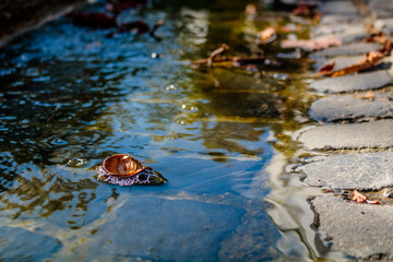 Laub im Wasser