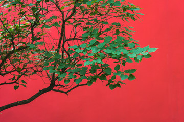 Tree on Red Background